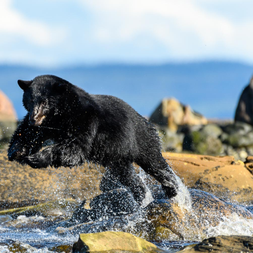 Leaping Coastal Black Bear