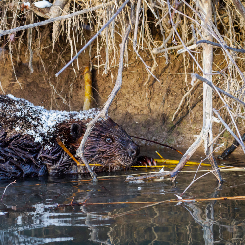 Beaver Snack