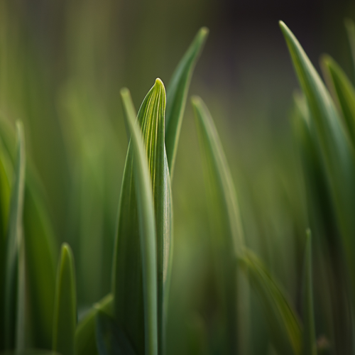 Grass