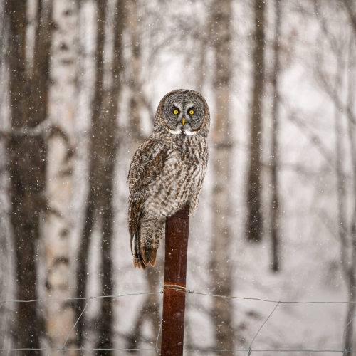 Great Grey Owl