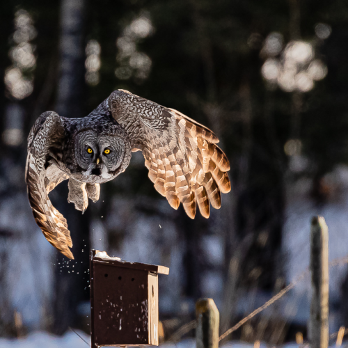 Taking Flight