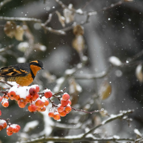 Morning Snowfall