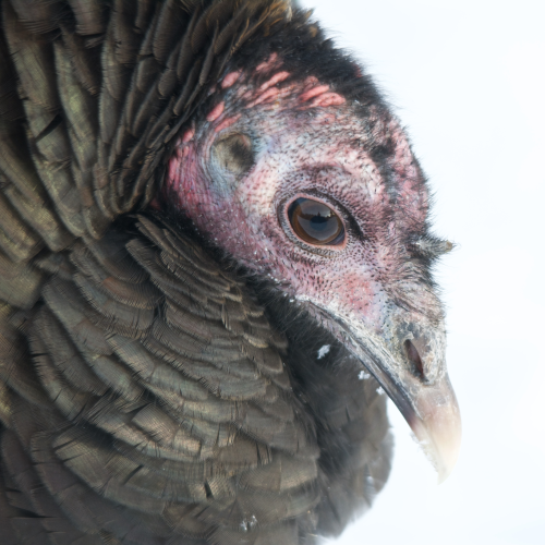 Harsh Winter Portrait 