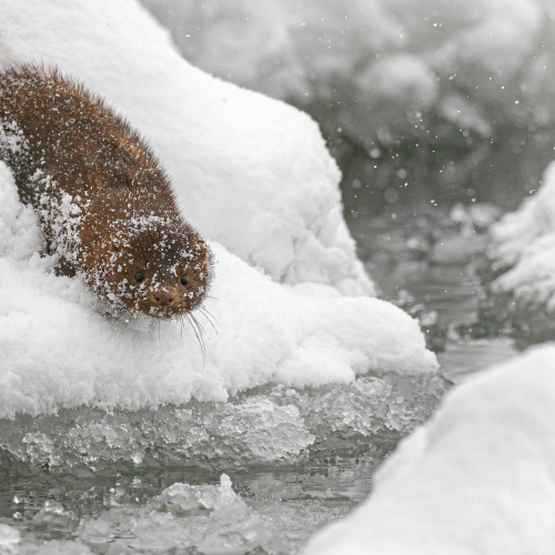 Frozen Mink