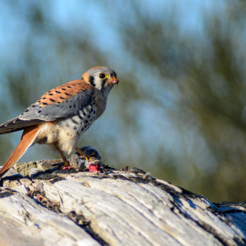 The American Kestrel 