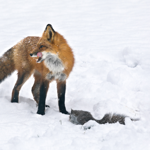 Fox with Prey