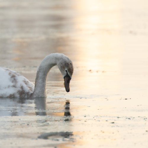 Ugly duckling