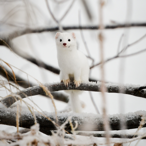 Curious Critter 