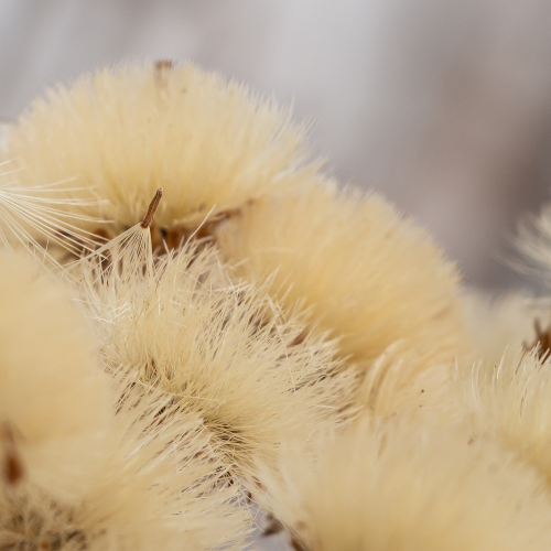 Autumn Seeds