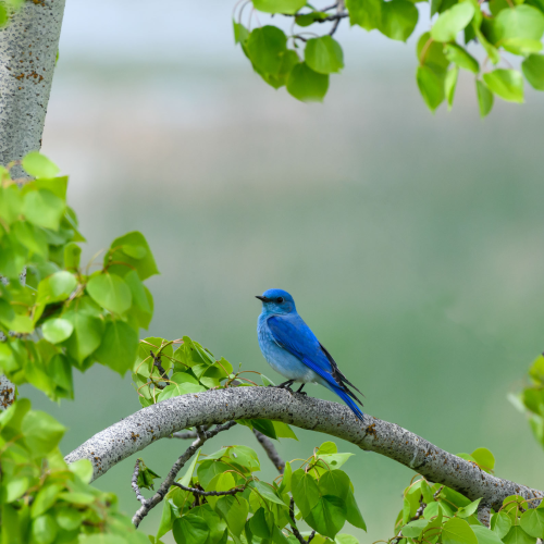 Mountain Bluebird