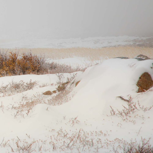 Frozen In time