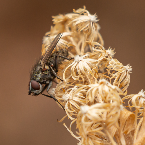 The Fly