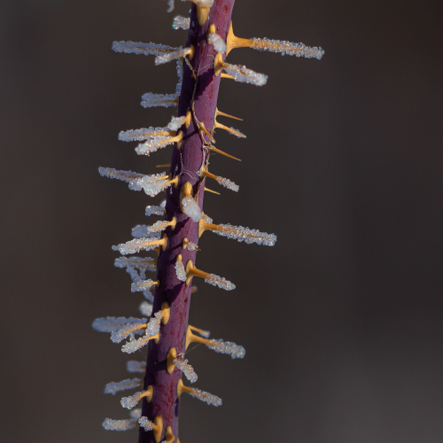Frosty Thorns