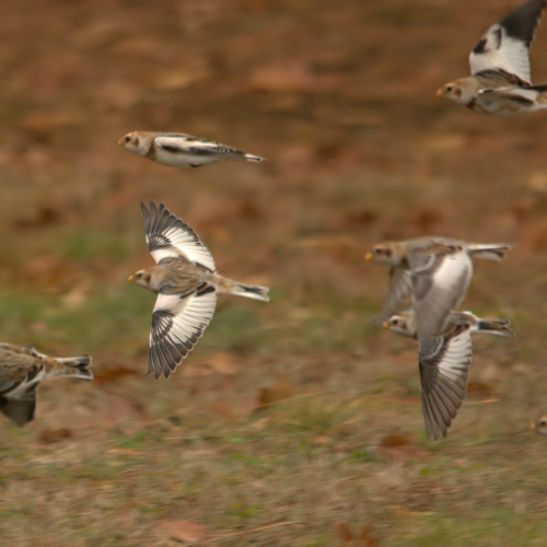 High Speed Buntings 