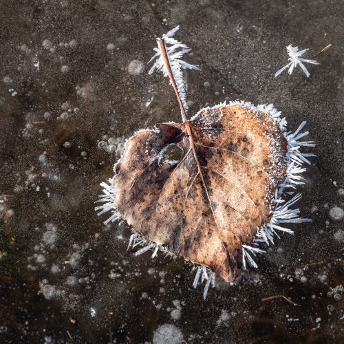 Frozen Leaf