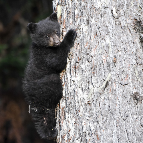 Safety in a tree