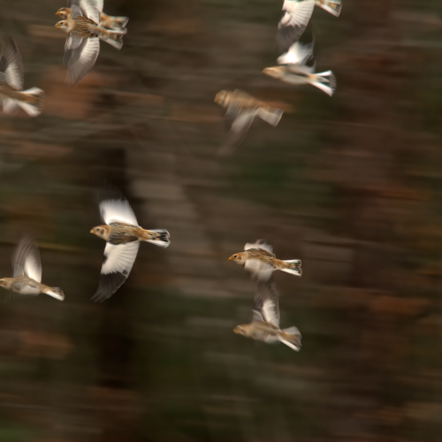 Fall Colour Fly By