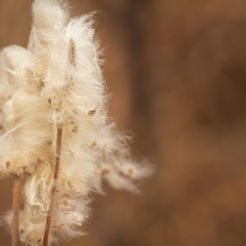 Fuzzy Stalks