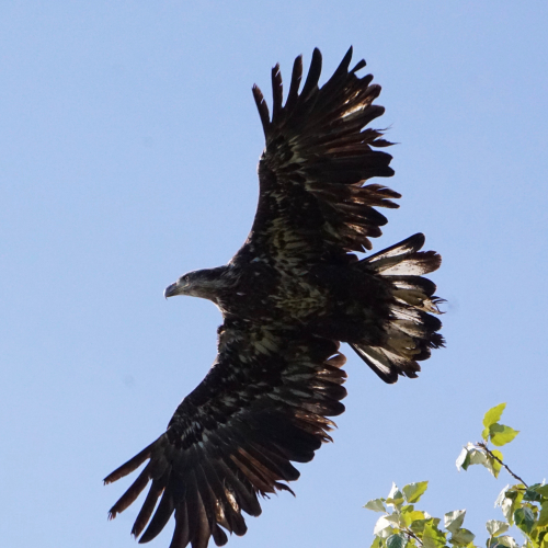 Spread Your Wings and Fly
