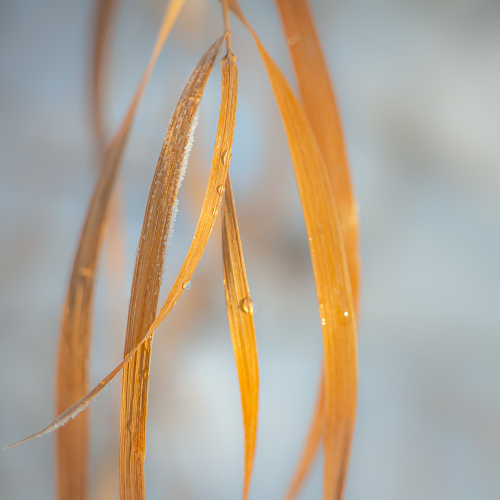 Golden Grass