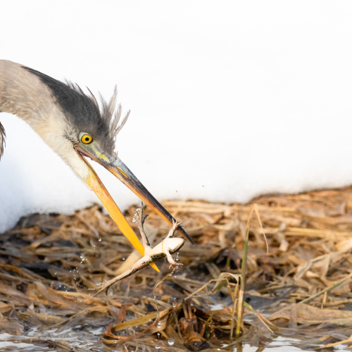 Heron and the frog