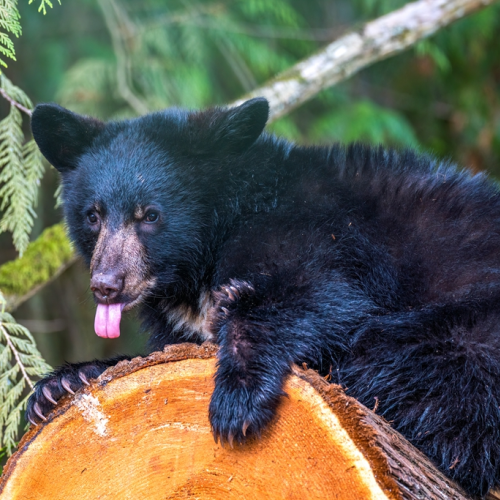 little black bear