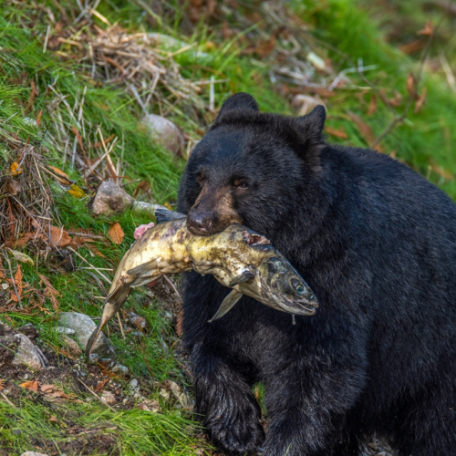 Black bear with salmon