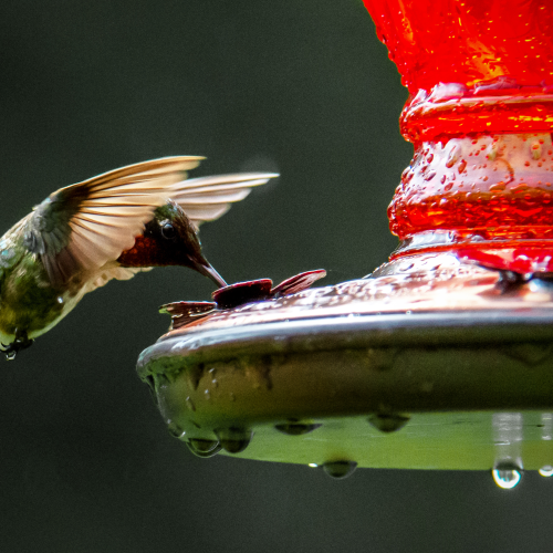 After the rain.