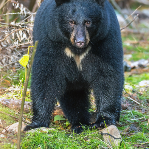 Black bear  
