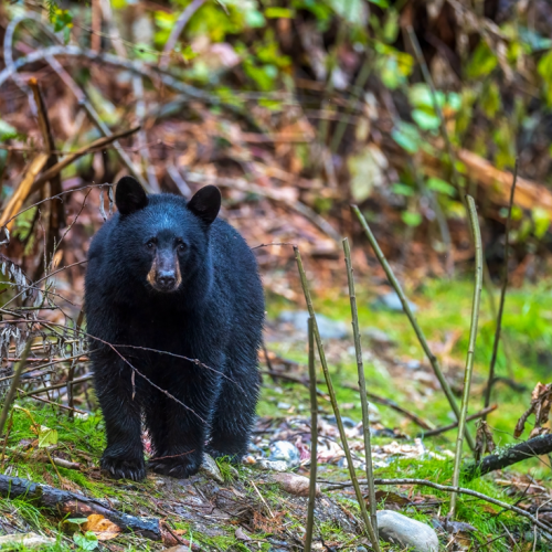 Black bear  