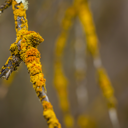 Golden Lichens