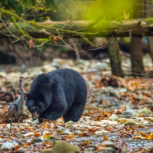Black bear  and great blue heron
