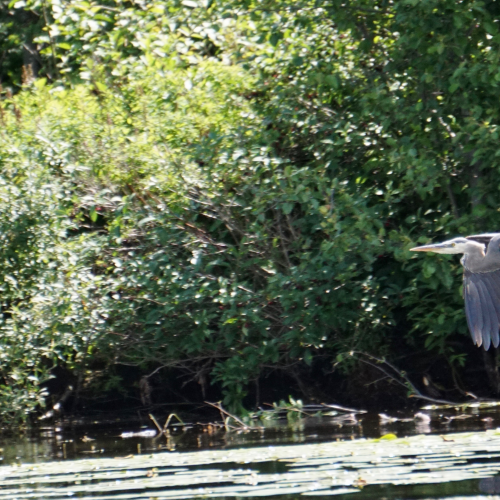 Taking Flight