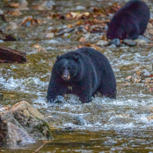 Black bear  