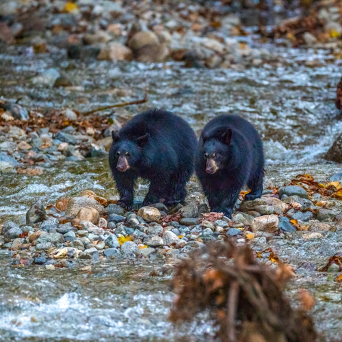 Two little Black bear  