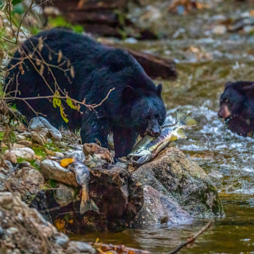 Black bear  with salmon