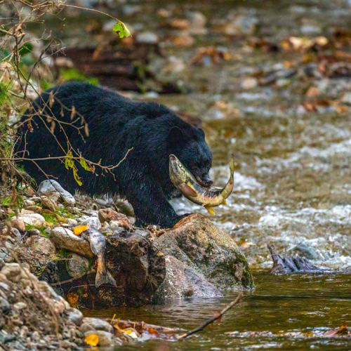Black bear  with salmon