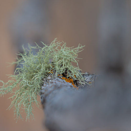Green Lichen