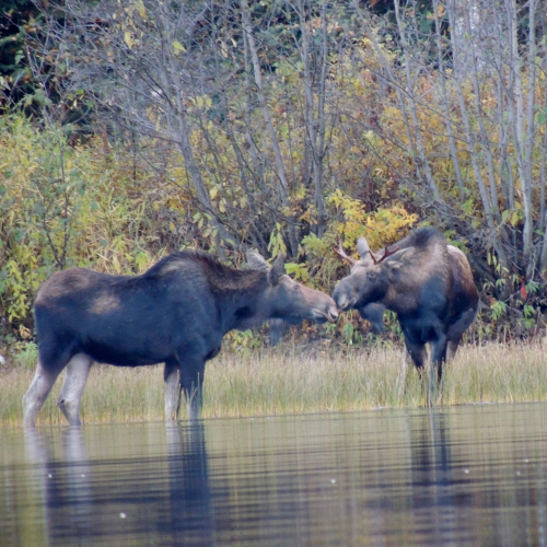 Moose Kiss