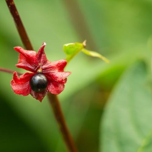 Honeysuckle Berry