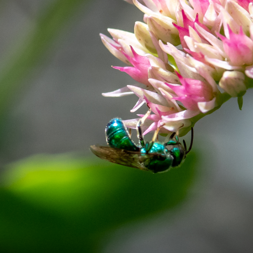 A simple fly.