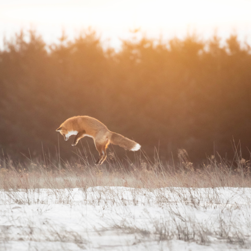 Early Fox gets the Vole
