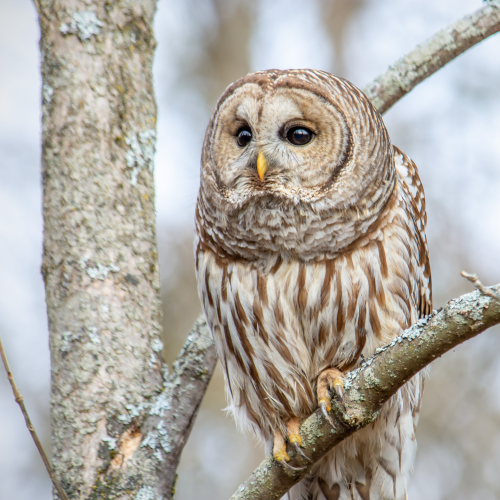 Grumpy Barred Owl.