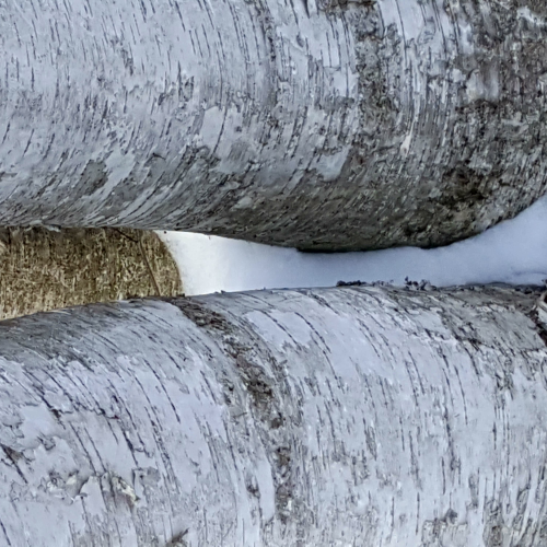 Three Birch Tree Trunks