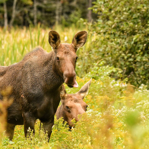Curious Calf 