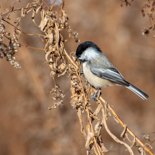 Sweet Chickadee 