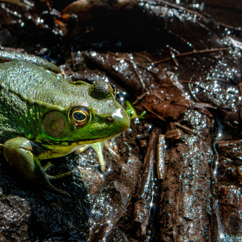 Green Frog
