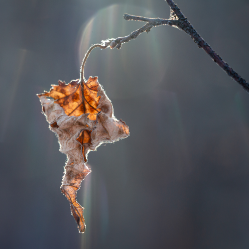 Leaf Flare