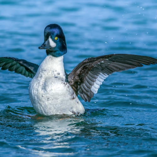 Barrow's Goldeneye