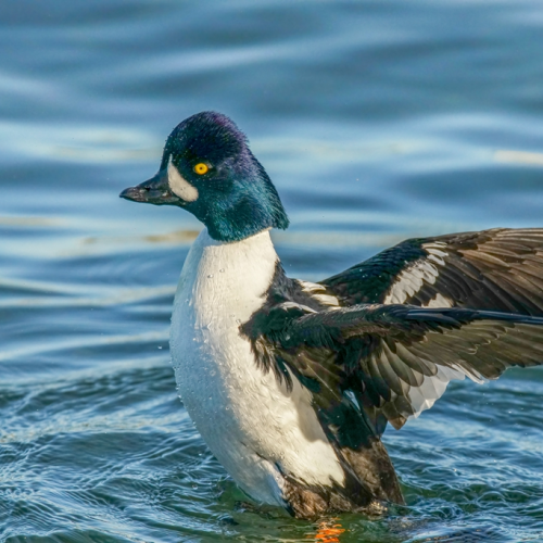 Barrow's Goldeneye